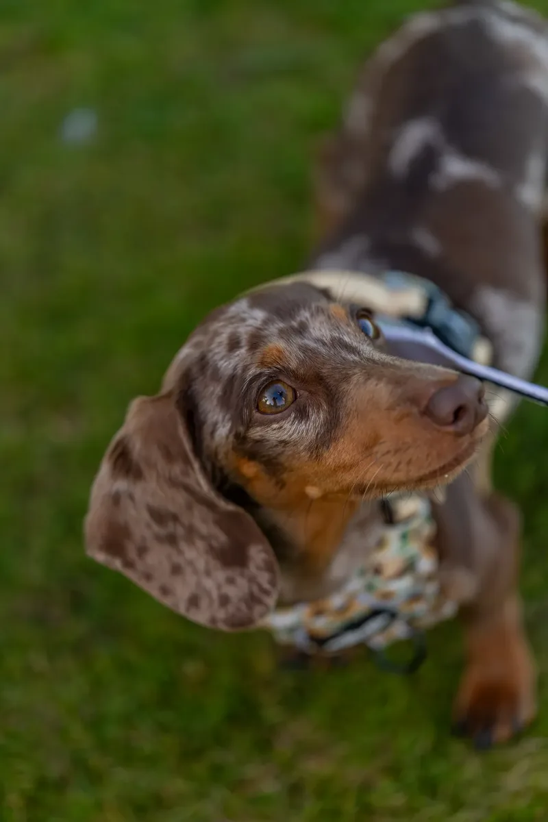 Dorset Dog Trainer – Poole Park (49 of 59)