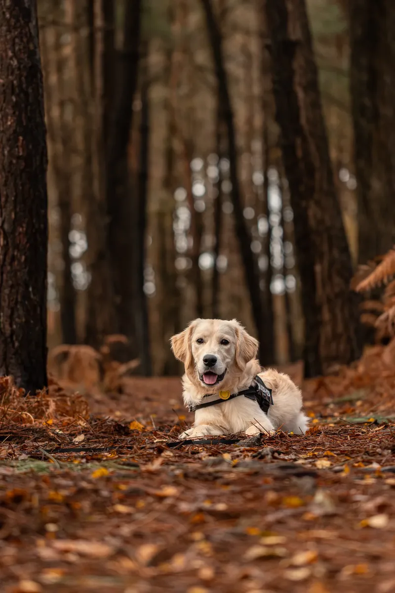 Ollie the golden (23 of 24)
