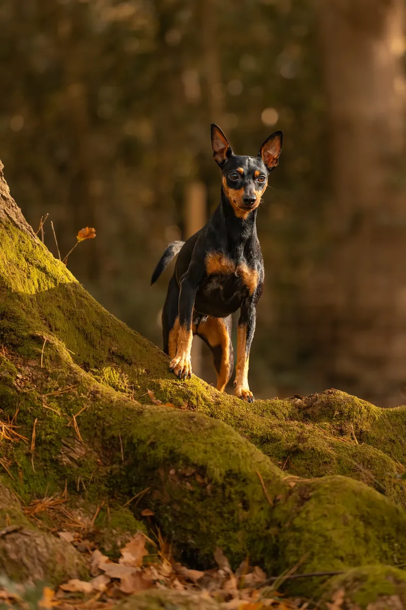 The Three Min Pins (1 of 24)