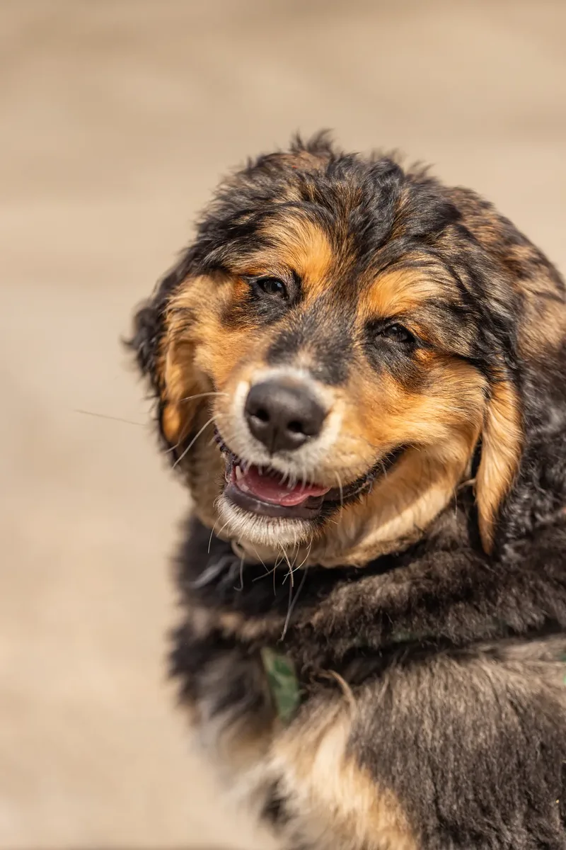 Sunshine, Smiles & Wagging Tails at Cherry Tree Nurseries (4 of 24)