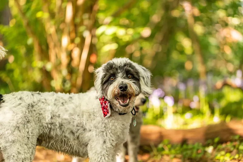Dougie & Barney – The Bordoodle Cousins (14 of 22)