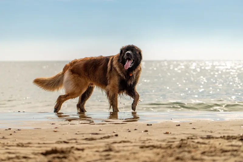 Koda the Leonberger (8 of 18)