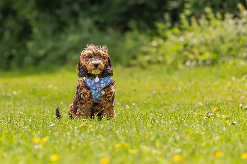 Luna the Cockapoo (5 of 24)