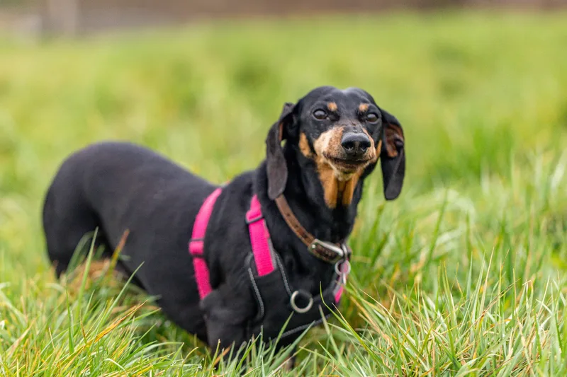 Wimborne Walkies (18 of 24)