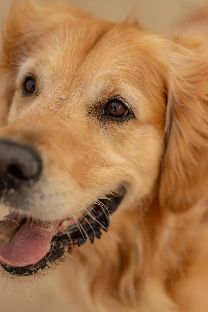 Murphy the golden retriever (2 of 41)