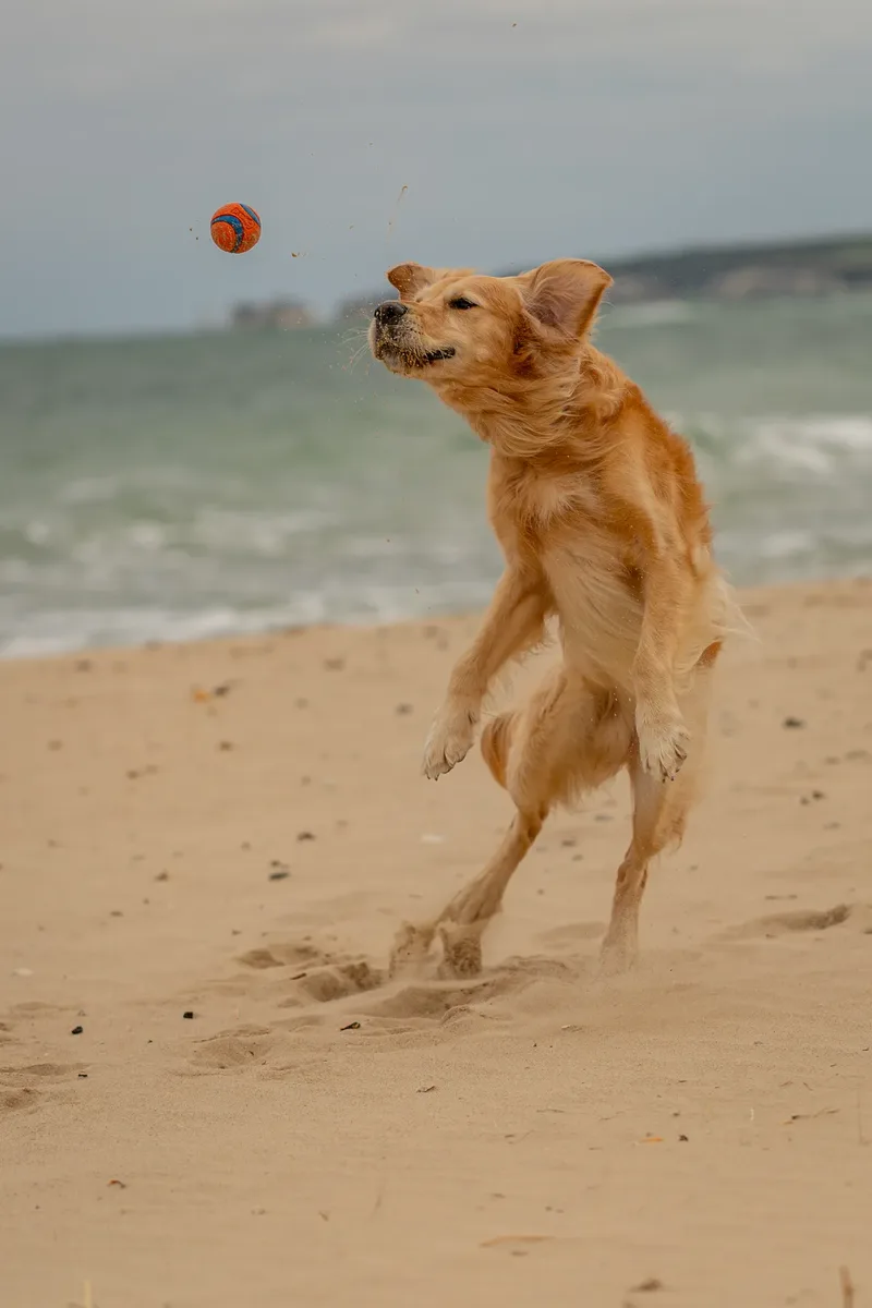 Murphy the golden retriever (30 of 41)