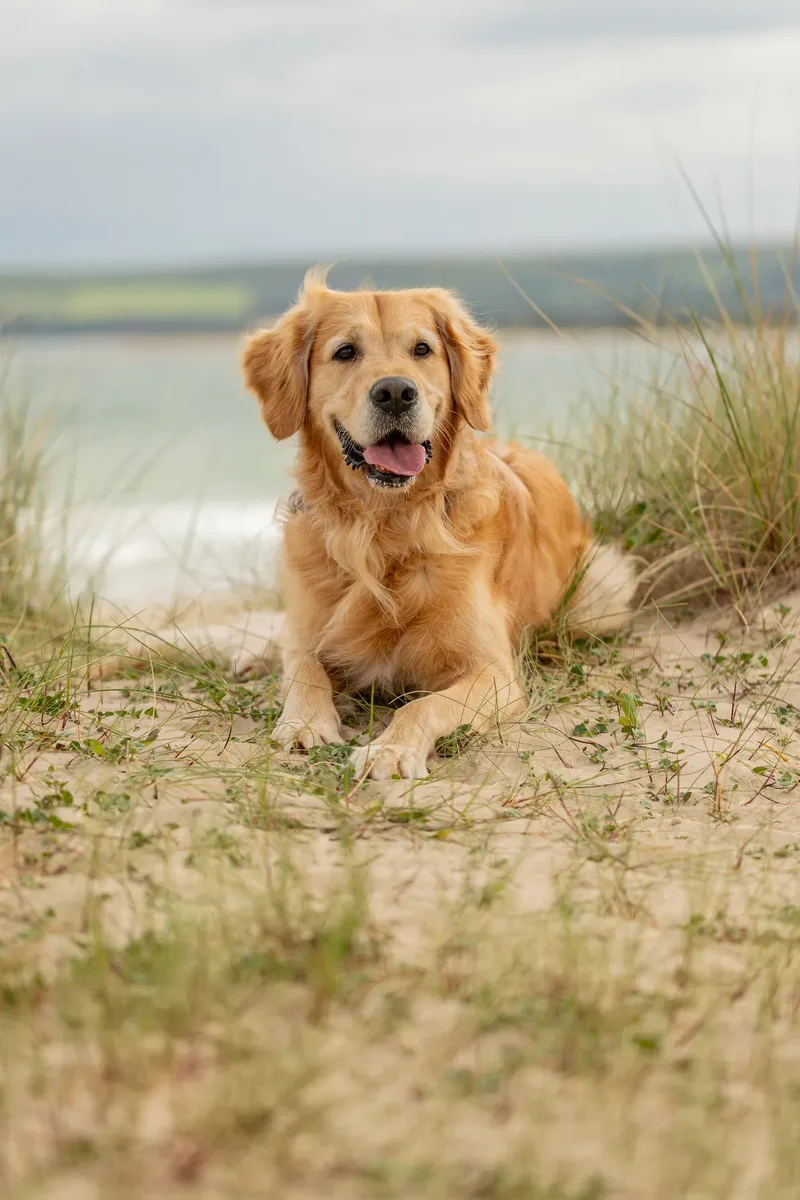 Murphy the golden retriever (23 of 41)