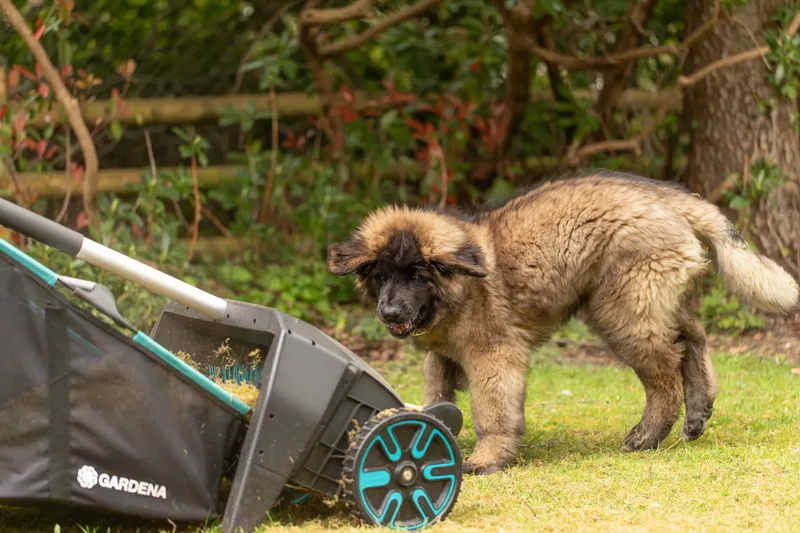 Alfie the Leonberger Puppy (22 of 41)