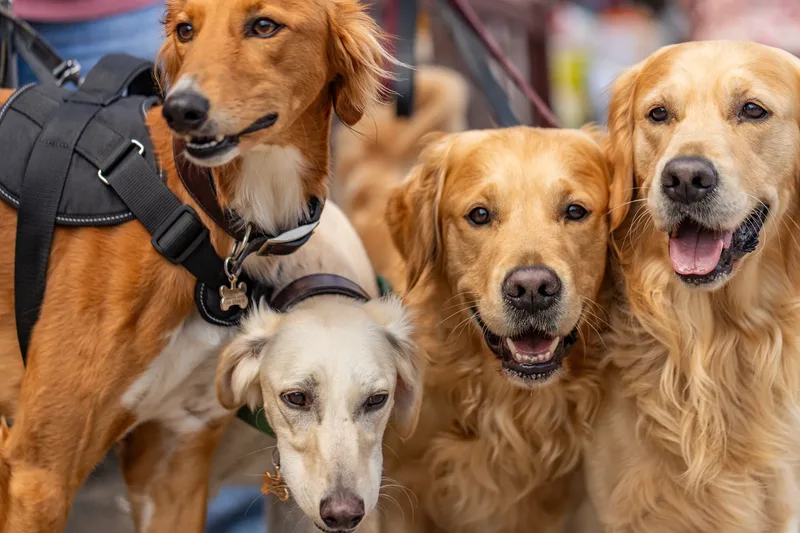 Sunshine, Smiles & Wagging Tails at Cherry Tree Nurseries