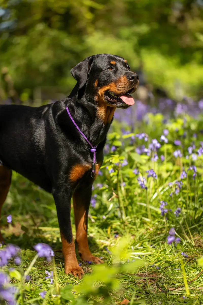 Karma the rottweiler in bluebells (26 of 30)