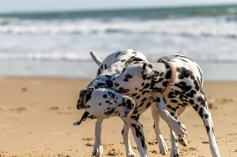 Perdy and Pongo (7 of 28)