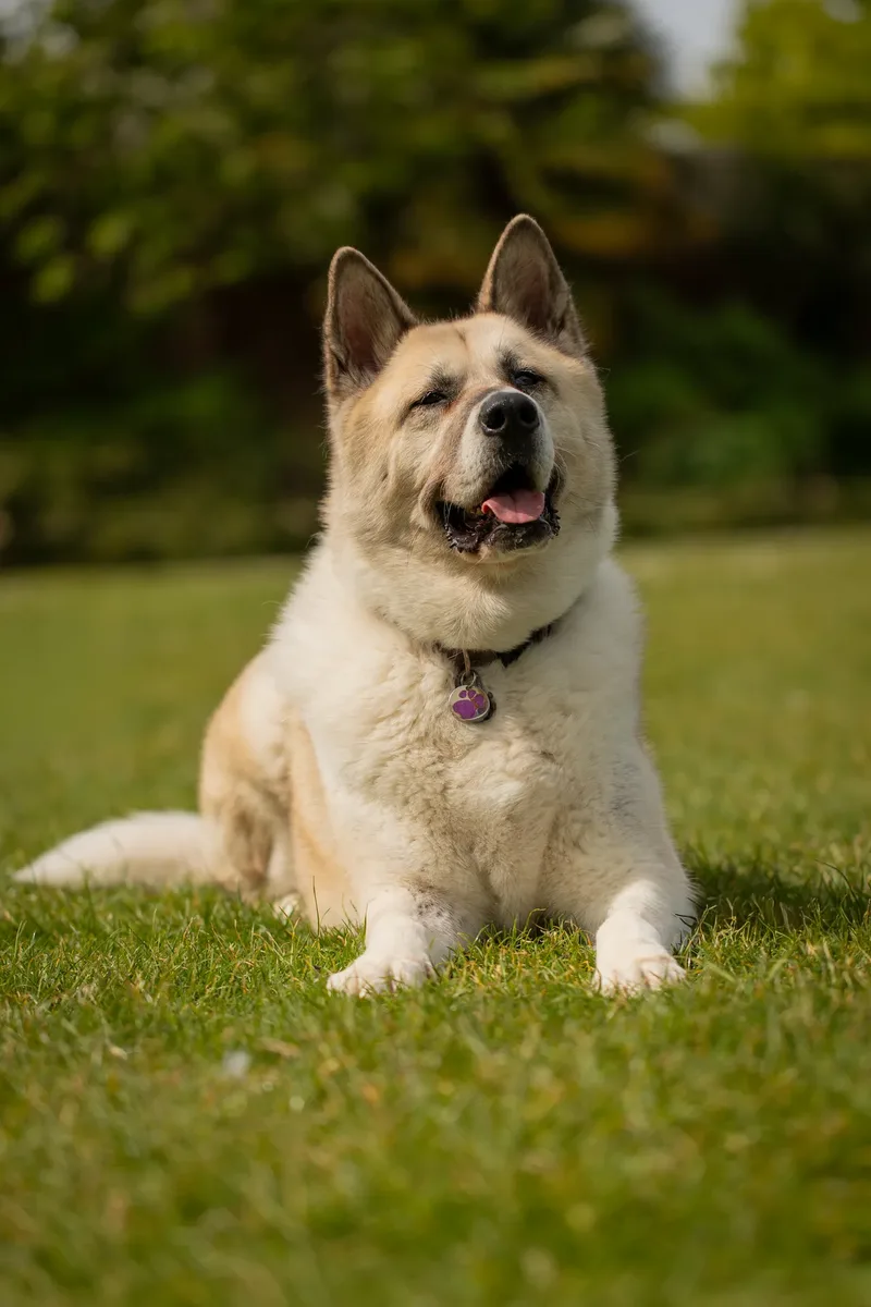The Dorset Dog Trainer (8 of 42)