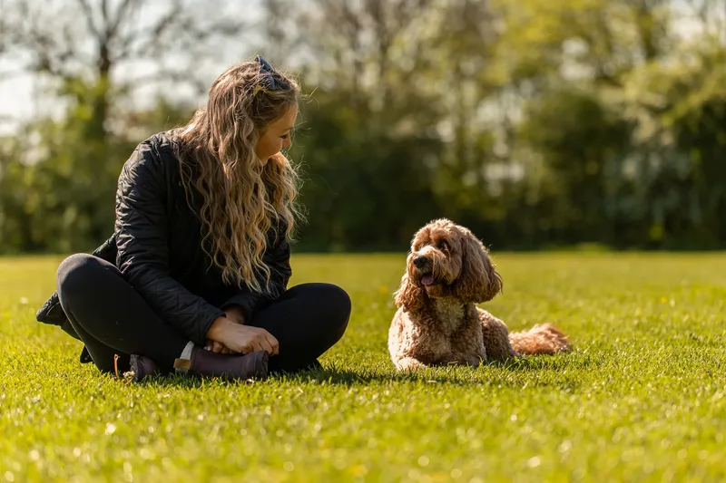 Teddy the cockapoo in the bluebells (20 of 21)