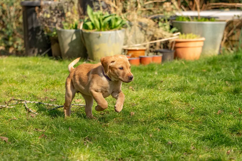 Labrador Puppies (9 of 19)