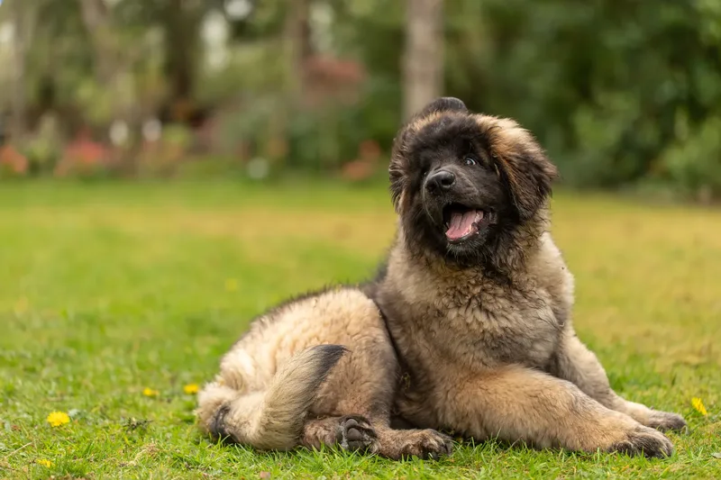Alfie the Leonberger Puppy (34 of 41)