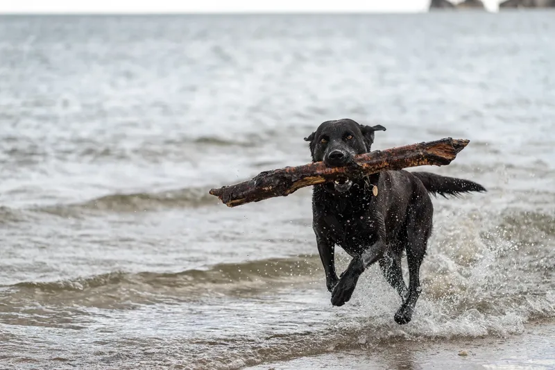 Stan the black lab (36 of 38)