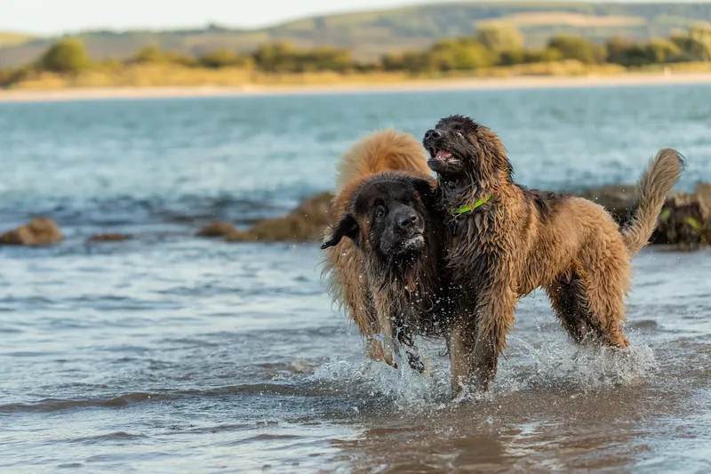 Leonberger Meet Up (14 of 47)