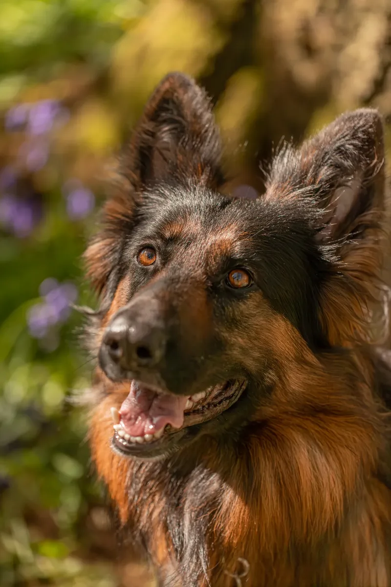 Tora the german shepherd (3 of 28)