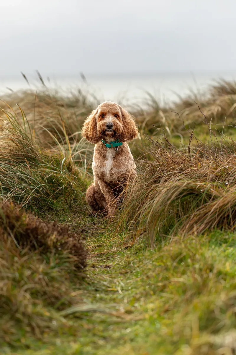 Teddy the Cockapoo (3 of 39)