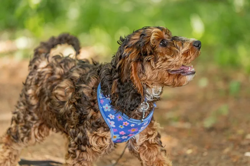 Luna the Cockapoo (24 of 24)