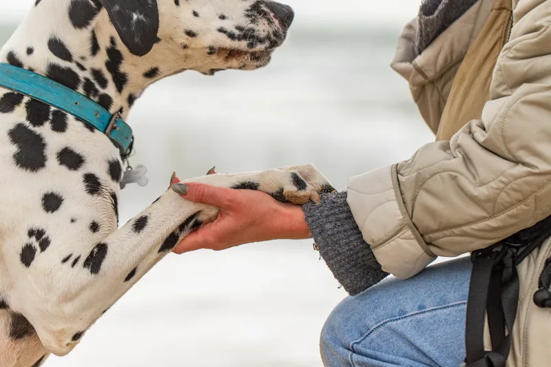 Domino the Dalmation (10 of 24)