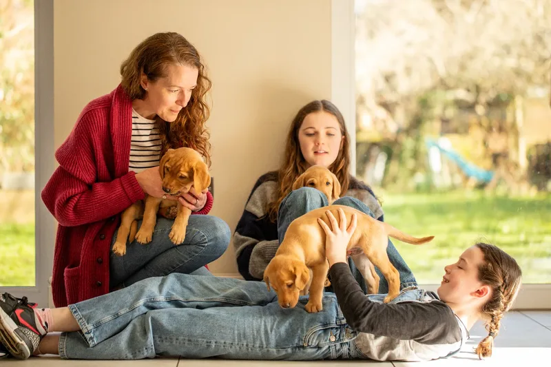 Labrador Puppies (3 of 19)