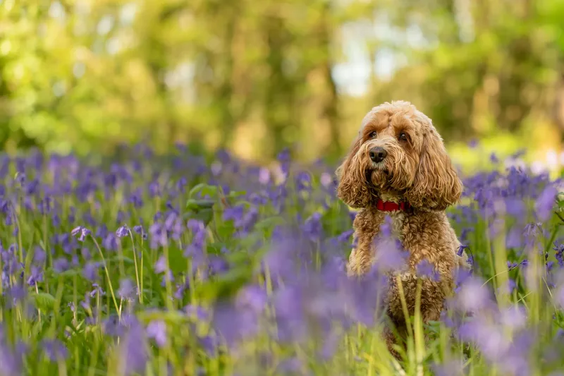 Teddy the cockapoo in the bluebells