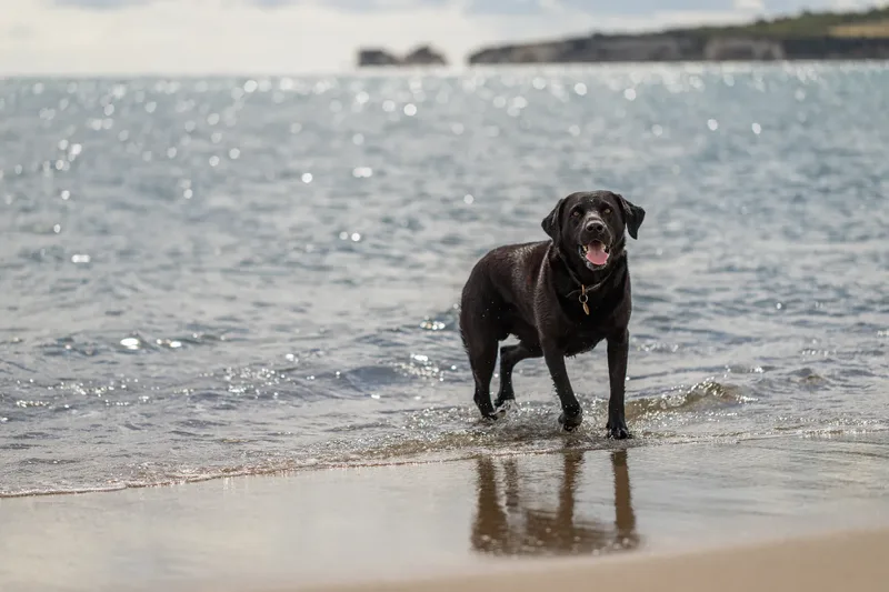 Stan the black lab (18 of 38)
