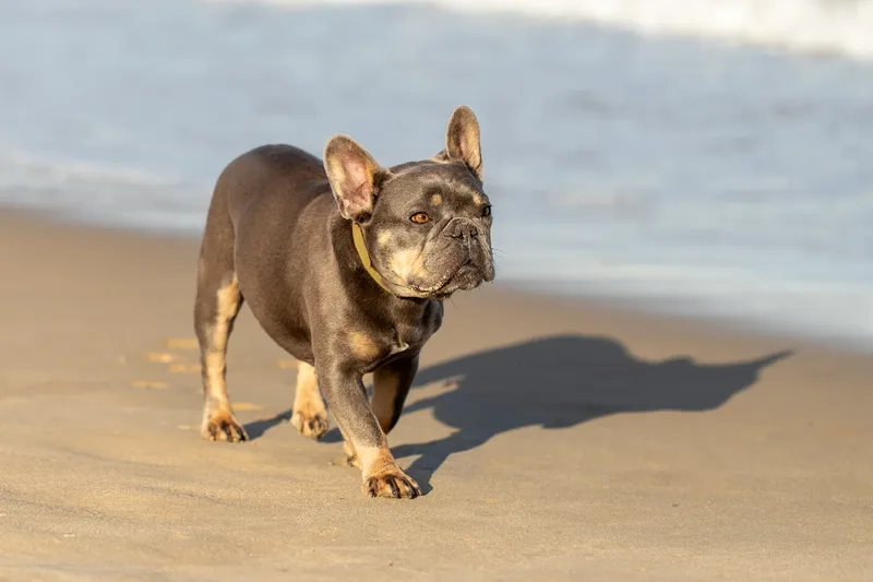 Blue the Frenchie (6 of 32)