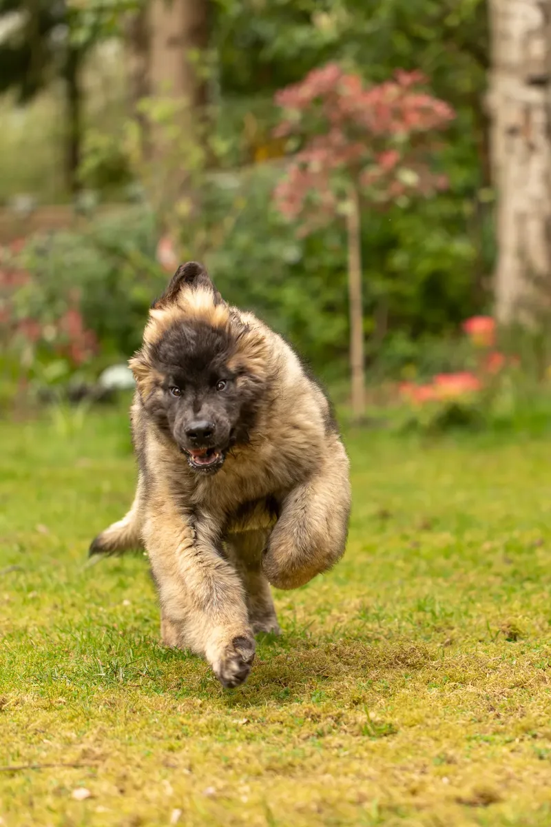 Alfie the Leonberger Puppy (16 of 41)