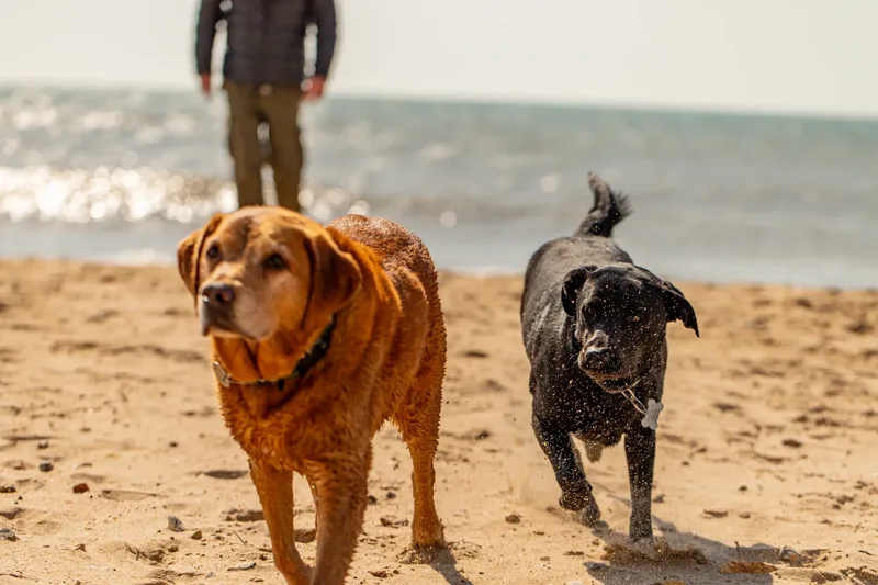 George & Luna (1 of 24)