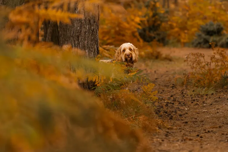 An Autumn Afternoon with Toby at Canford Heath (10 of 24)