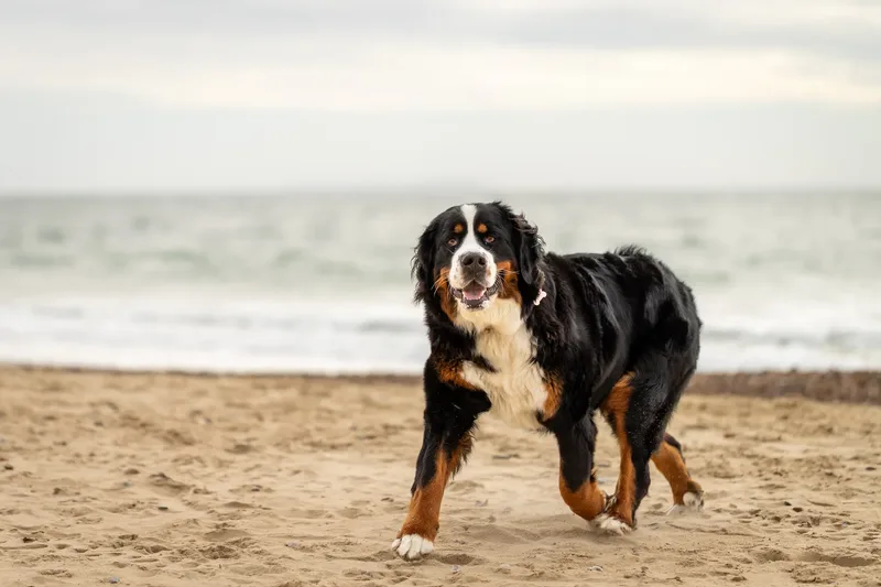 Berry the Bernese Mountain Dog