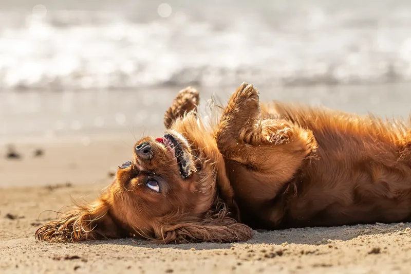 Rusty The Cavalier (3 of 24)