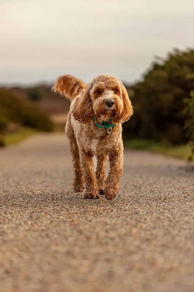 Teddy the Cockapoo (32 of 39)