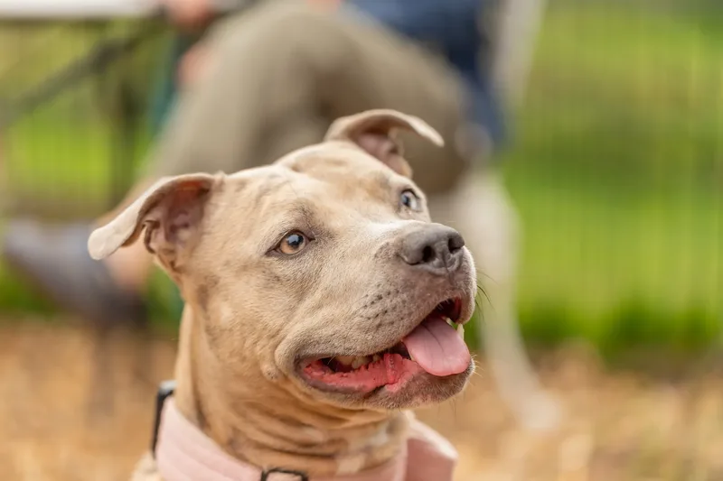 Muttley’s Doggy Day Care – Open Day Fun! 🐾 (12 of 24)