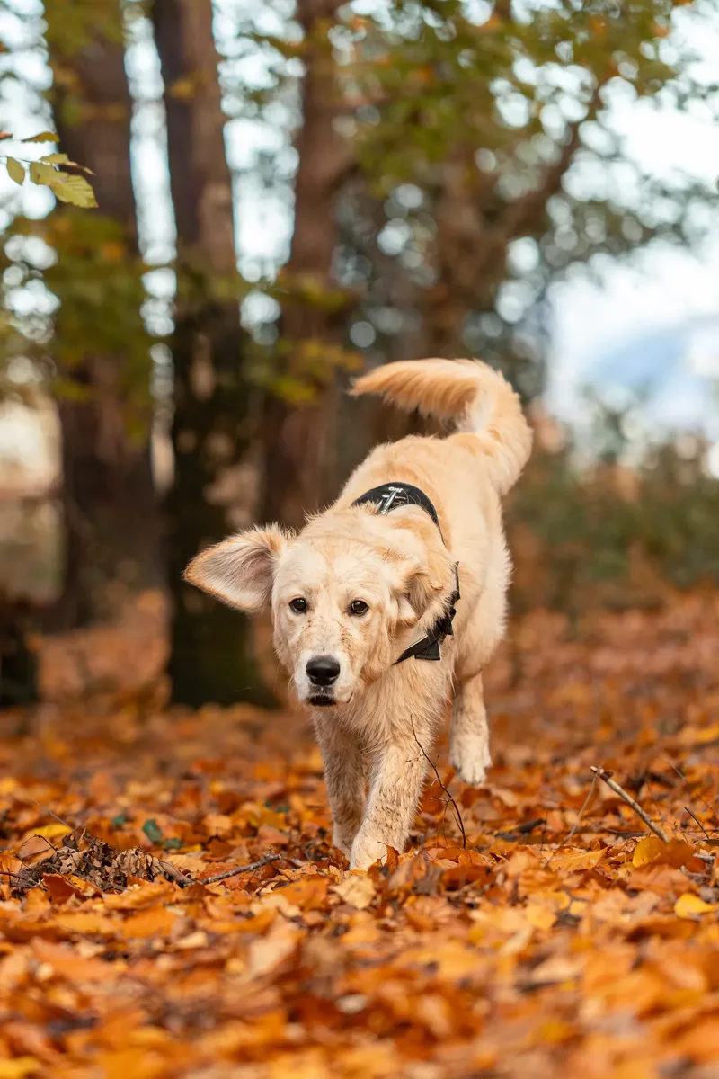 Ollie the golden (7 of 24)