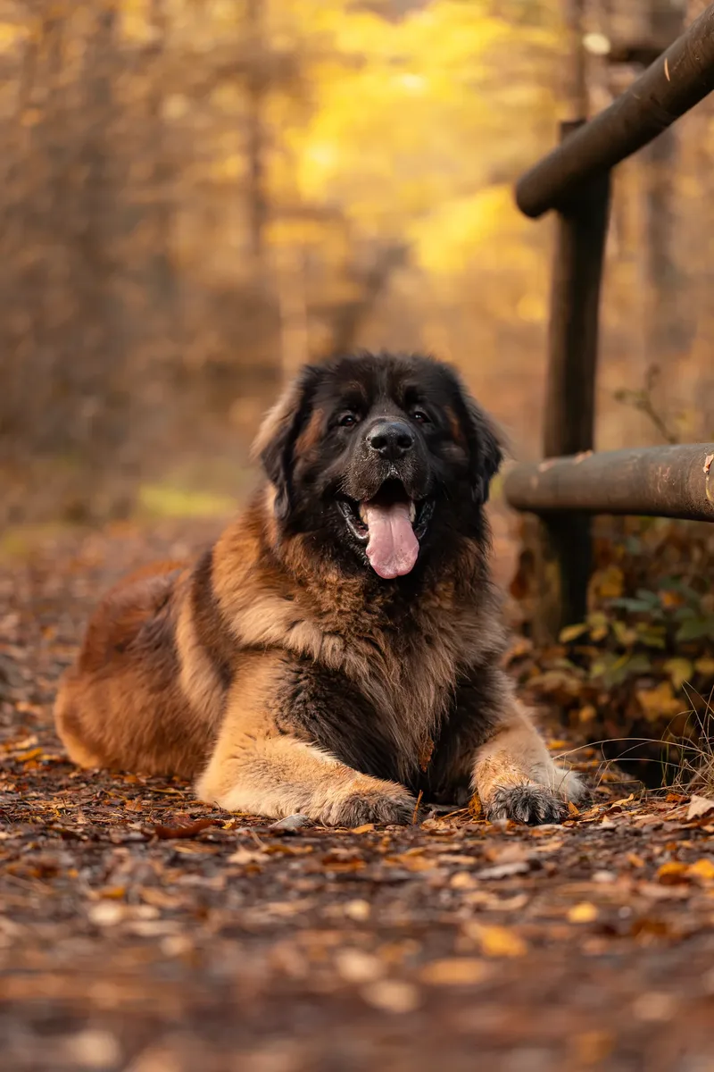 Koda the Bear (Leonberger) (16 of 24)