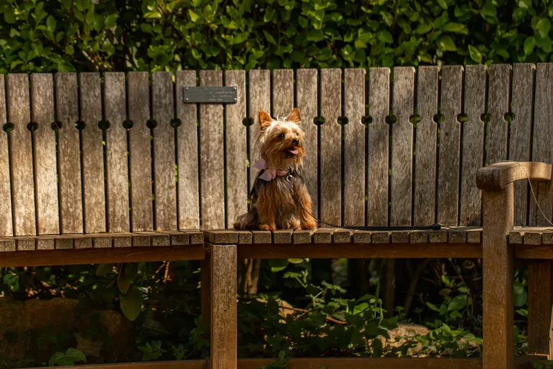 Willow – the mini yorkie (23 of 24)