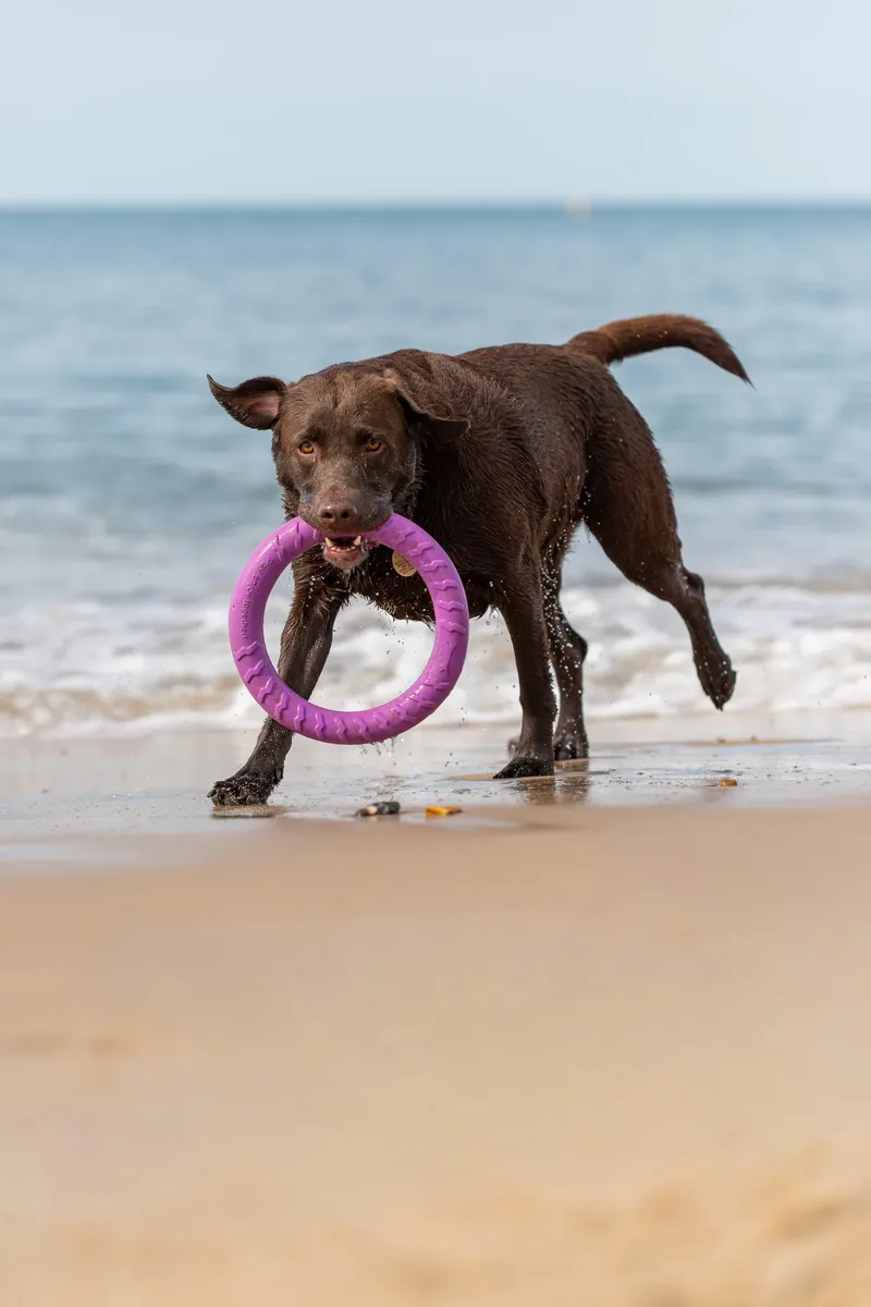 Ralph the Chocolate Lab (5 of 26)