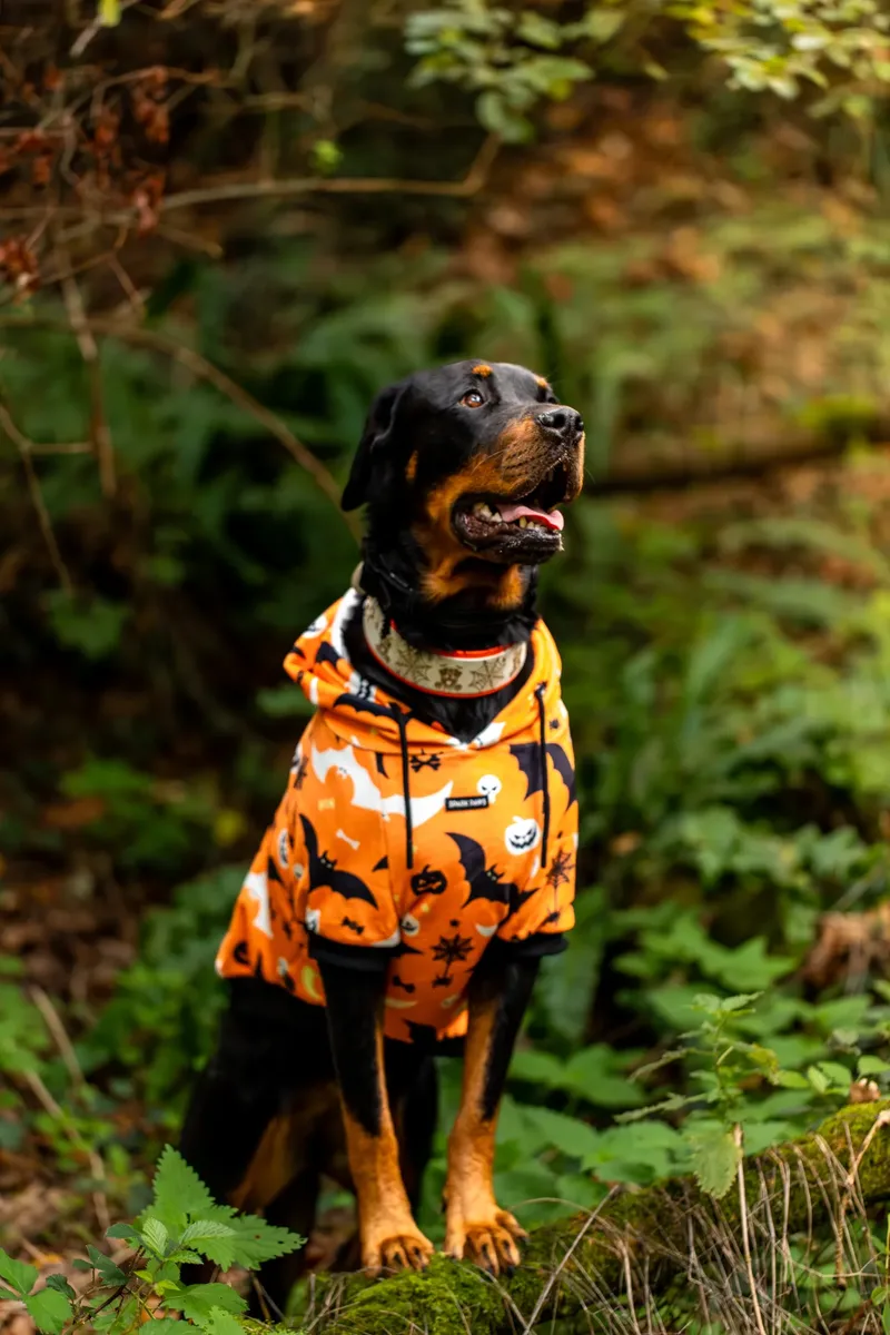 Karma the Rottie’s Halloween Shoot in Corfe Mullen (8 of 24)