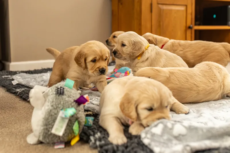 Golden Retriever Puppies (60 of 60)