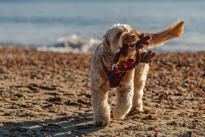 Toby Xmas beach shoot! (10 of 24)