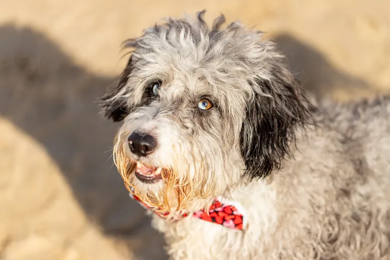Dougie The Bordoodle (8 of 9)