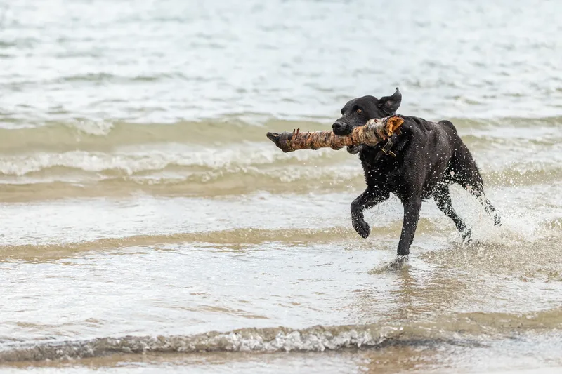 Stan the black lab (33 of 38)