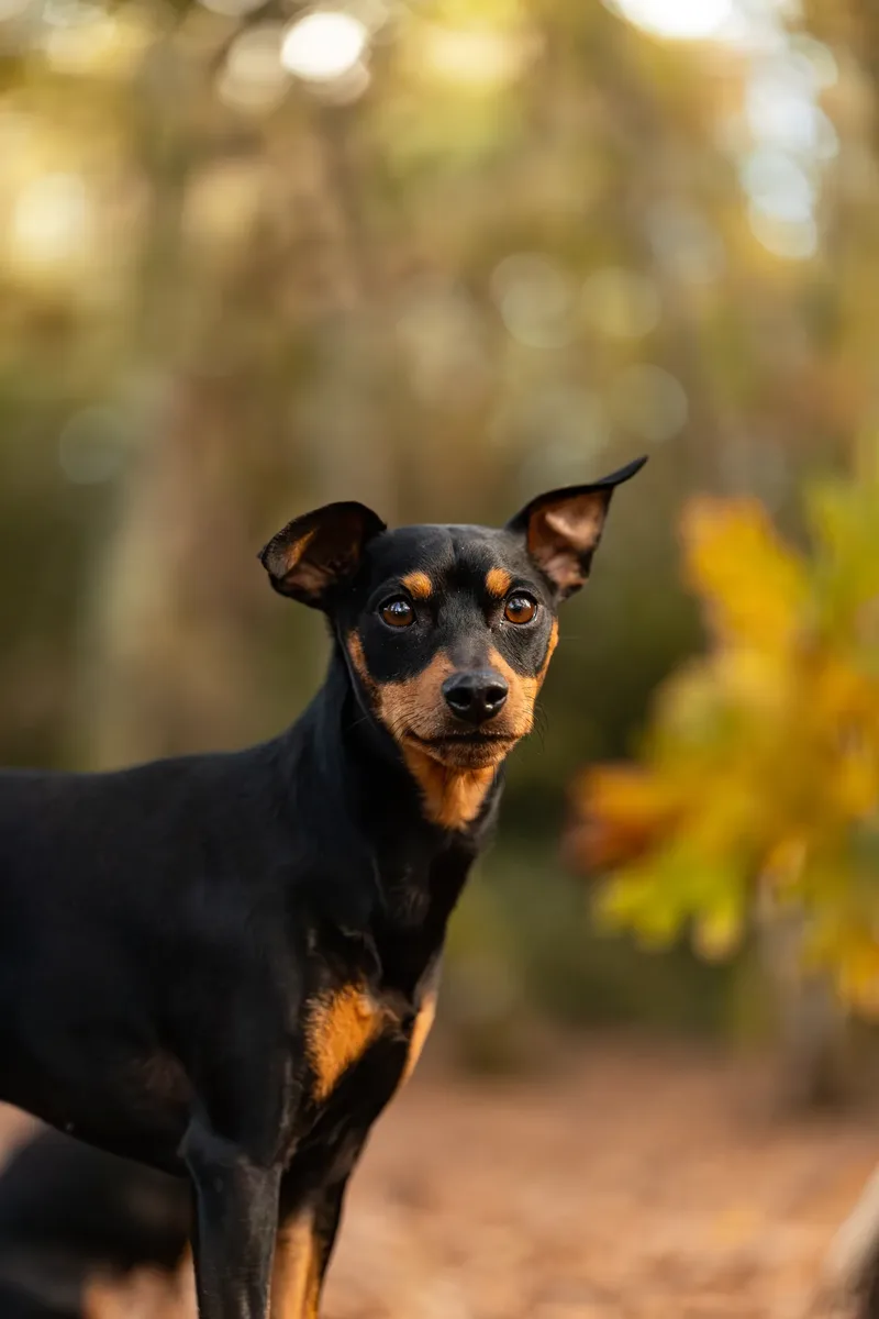 The Three Min Pins (11 of 24)