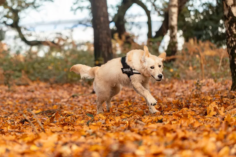 Ollie the golden (8 of 24)
