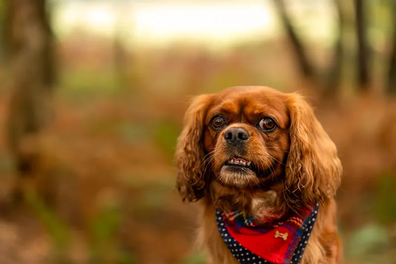 Rusty the Cav (24 of 24)