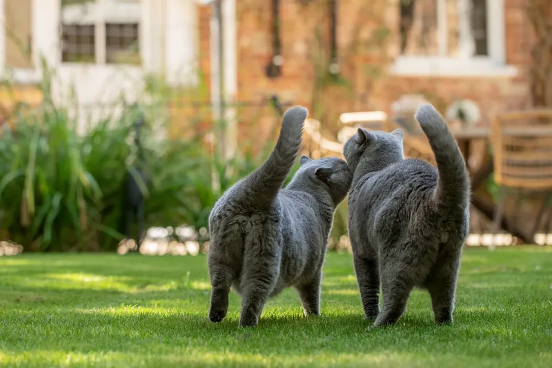 Ronnie and Reggie – Cats