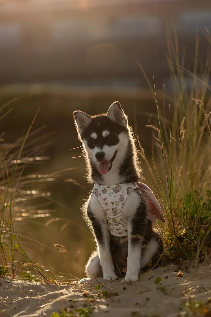 Mika